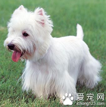  西高地白梗能長多大 該犬屬於小型犬