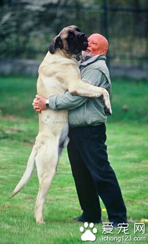 馬士提夫犬的日常護理 大而有力量的犬種