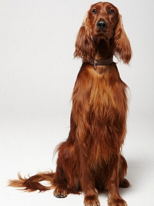 愛爾蘭雪達犬的養護常識 狗狗的毛發需要定時修理