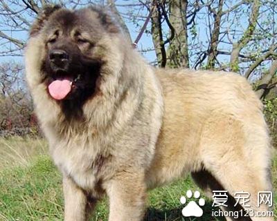 高加索犬能長多大 最小也是在65厘米以上