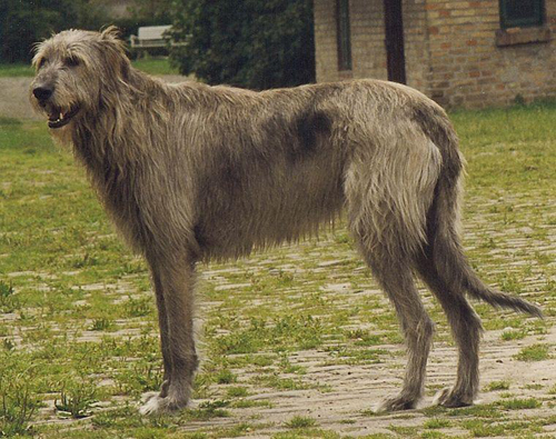愛爾蘭獵狼犬的形態特征 頭頸部較長腿部較直