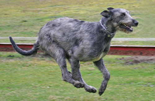 愛爾蘭獵狼犬的性格 聰明穩重讓人放心