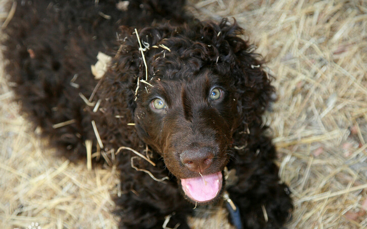 愛爾蘭水獵犬的養護常識 毛發護理很重要