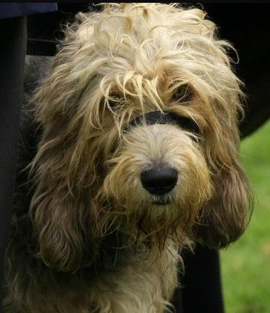 奧達獵犬的日常護理 毛發剝落是自然現象