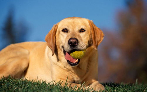 小狗狗身上有跳蚤怎麼辦   預防觀察和治療