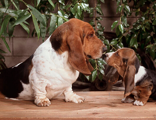 狗狗吃多了怎麼辦 酵母幫助狗狗腸胃消化