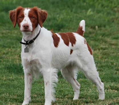 不列塔尼獵犬的養護常識 解決狗狗口臭問題
