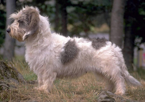 貝吉格裡芬凡丁犬的特點   整體身體結構平衡