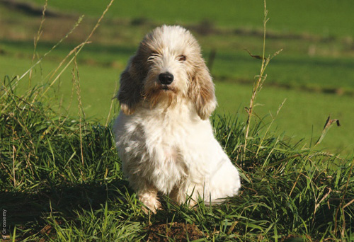 貝吉格裡芬凡丁犬的性格    溫和獨立受歡迎