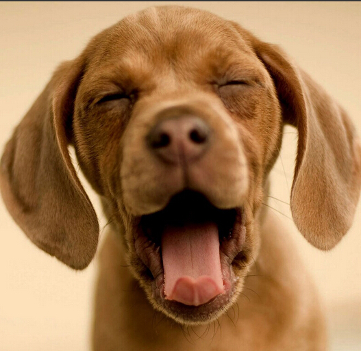 狗每天睡多長時間 缺少足夠睡眠的狗狗會疫力下降