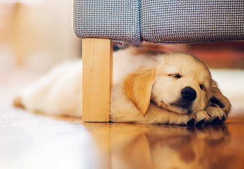 狗一天睡多少小時 狗是非常淺眠的動物