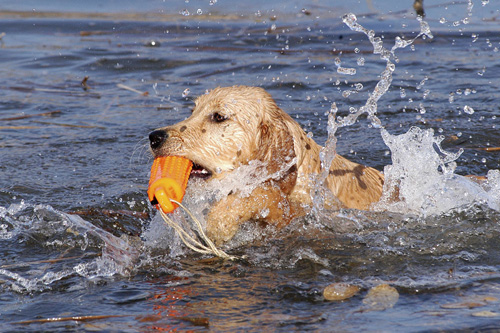 為什麼狗會游泳 但游泳本領不高