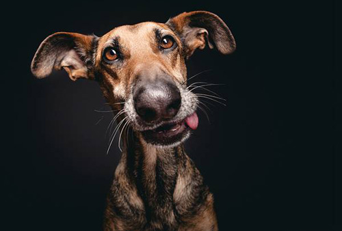 狗狗是色盲嗎 眼部結構的特殊性