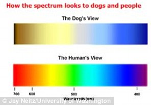 狗能看到什麼顏色 並不是單純的色盲