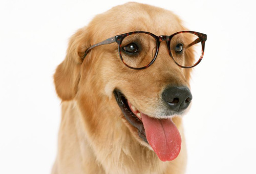 狗是不是色盲 導盲犬可以看見紅綠燈嗎