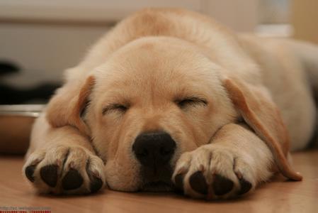 狗晚上睡覺嗎 它睡覺時需要蓋被子嗎