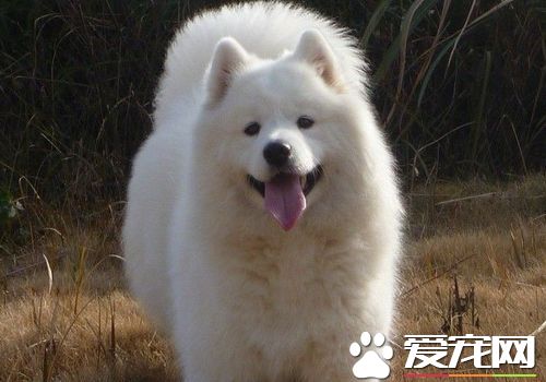 薩摩耶犬純種多少錢 一般價格在1500到3000元