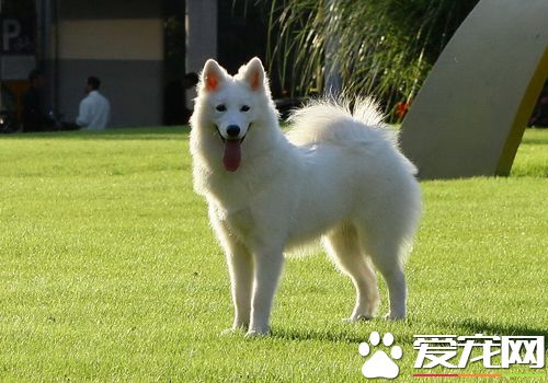 薩摩耶犬純種多少錢 一般價格在1500到3000元