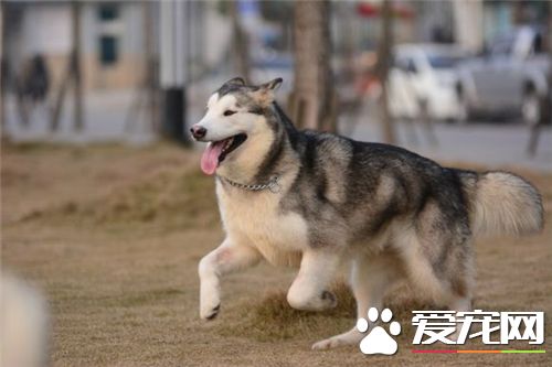 短毛阿拉斯加雪橇犬價格 價格在3000至10000不等