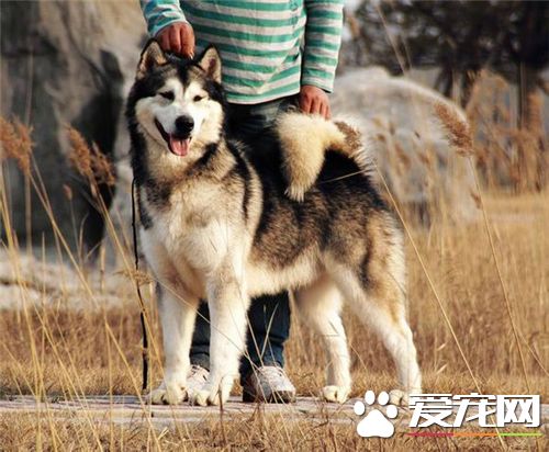 短毛阿拉斯加雪橇犬價格 價格在3000至10000不等