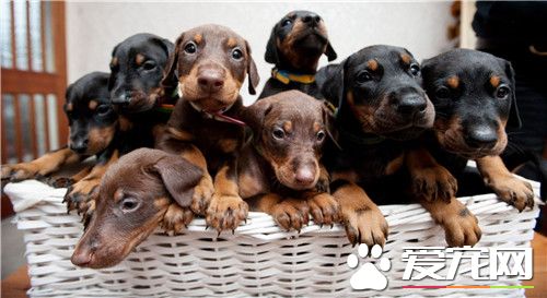 杜賓犬幼犬價格 價格為幾千到幾萬元