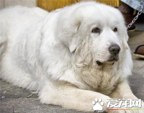 哪裡有賣大白熊犬 可到各地的寵物市場