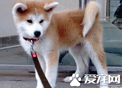 秋田犬幼犬價格 品質好的價格基本兩萬左右