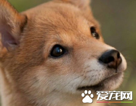 日本柴犬多少錢 價格在1000至10000元之間