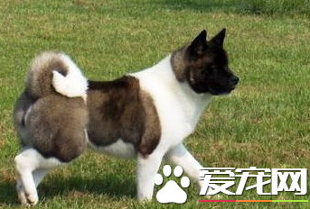 美國秋田犬價格 價格在1000至8000元之間