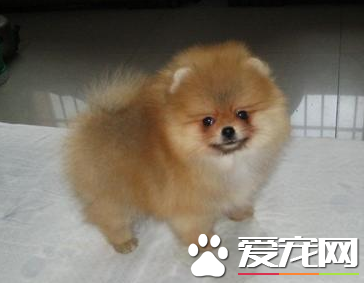 迷你博美犬價格 寵物級的博美在1000到2000元