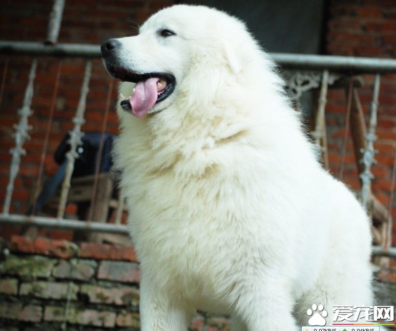 巨型大白熊犬哪裡有賣 選擇專門的寵物店進行購買