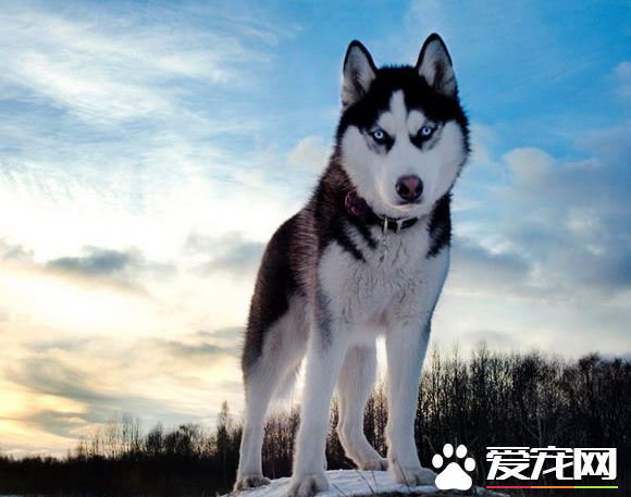巨型阿拉斯加雪橇犬多少錢 價格就在8000元左右