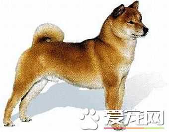 純種日本柴犬的價格 價格在1300到8888元之間
