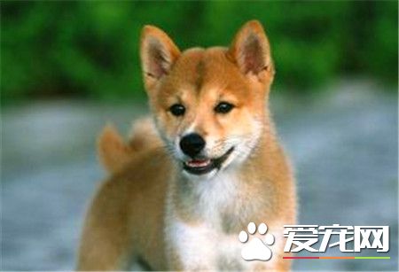 純種日本柴犬的價格 價格在1300到8888元之間