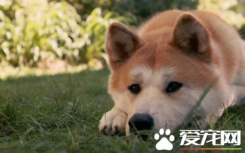 純種秋田犬價格 日系秋田犬在1000至10000元