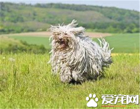 純種可蒙犬價格 專業犬捨的幼犬是8000到10000
