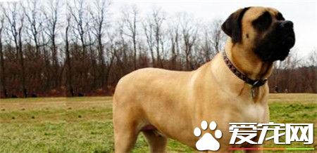 純種的馬士提夫犬價格 純種在6000到8000元以上