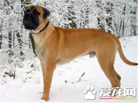純種的馬士提夫犬價格 純種在6000到8000元以上