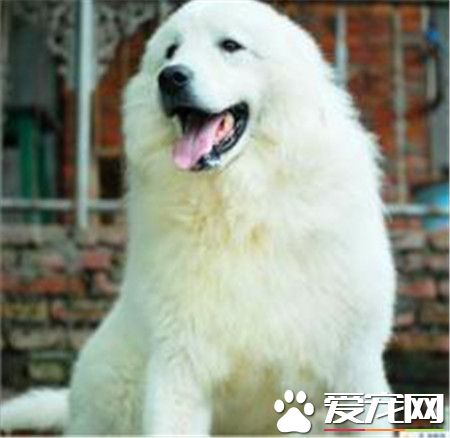 純種大白熊犬的價格 寵物級就1000到3000