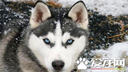 純種阿拉斯加雪橇犬多少錢一只 血統價3500元左右