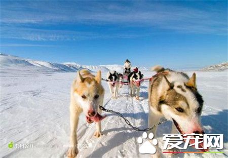 純種阿拉斯加雪橇犬多少錢一只 血統價3500元左右