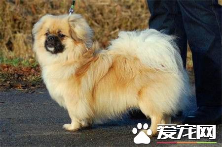 純正的西藏獵犬標志 頭部較小與身軀的比例恰當