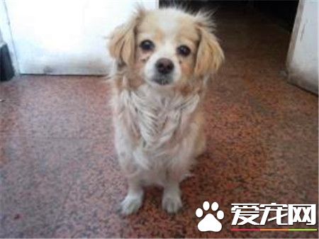 純正的西藏獵犬標志 頭部較小與身軀的比例恰當
