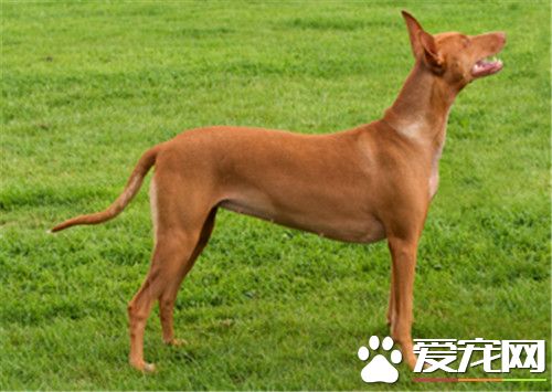 大型法老王獵犬多少錢 價格大約為1000到3000元
