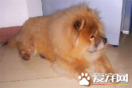 成年松獅犬價格 普通的松獅犬價格在1500元