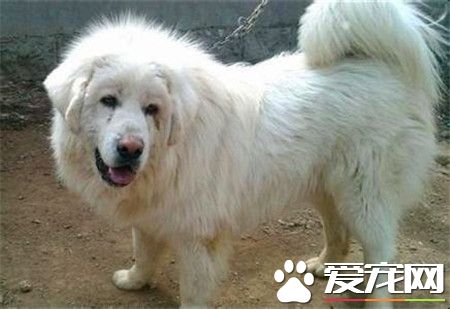 成年大白熊犬的價格 一般價格1500至3000元
