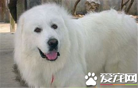 成年大白熊犬的價格 一般價格1500至3000元