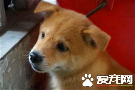 柴犬在日本的價格 價格因血統等因素相差極大