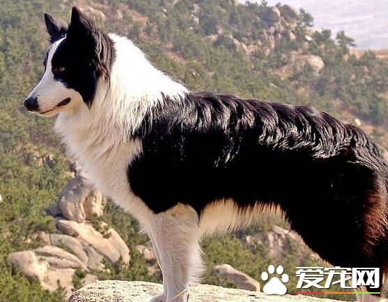 邊境牧羊犬在中國哪裡有賣 一般在西藏還有寵物店