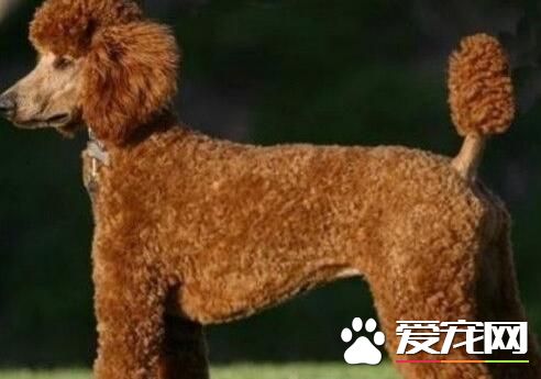 標准貴賓犬肩高 標准貴賓犬肩高超過39cm